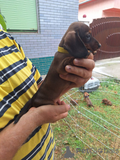 Photo №4. I will sell dachshund in the city of Novi bečej.  - price - negotiated