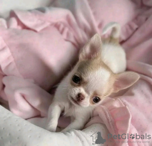 Photo №2 to announcement № 126846 for the sale of chihuahua - buy in France breeder