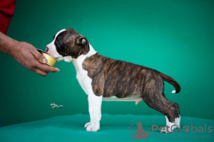 Photo №2 to announcement № 102239 for the sale of american staffordshire terrier - buy in Serbia breeder