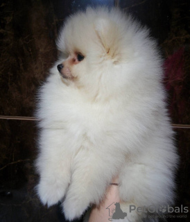 Photo №4. I will sell non-pedigree dogs in the city of White church. breeder - price - 323$