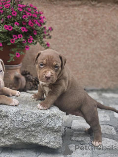 Photo №2 to announcement № 140709 for the sale of american bully - buy in Serbia breeder