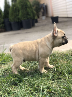 Photo №2 to announcement № 6440 for the sale of french bulldog - buy in Ukraine private announcement