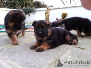 Photo №1. german shepherd - for sale in the city of Erfurt | Is free | Announcement № 101855