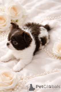 Photo №4. I will sell chihuahua in the city of Dnipro. from nursery, breeder - price - 1032$