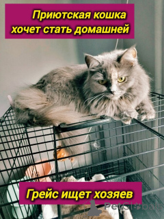 Photo №2 to announcement № 153453 for the sale of  - buy in Russian Federation private announcement