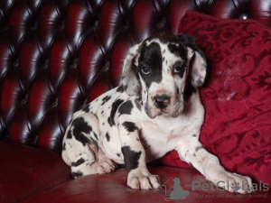 Photo №1. great dane - for sale in the city of Berlin | 300$ | Announcement № 70921