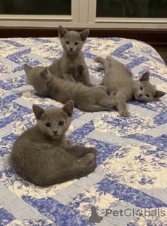Photo №2 to announcement № 157779 for the sale of russian blue - buy in Germany private announcement
