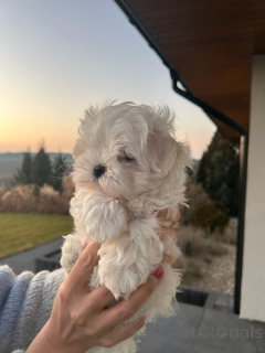 Photo №3. Korean Maltese from FCl breeding. Poland