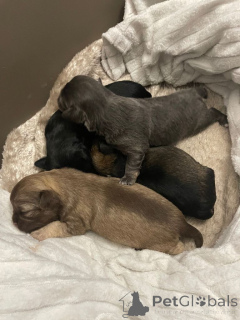 Photo №1. chihuahua - for sale in the city of Georgetown | 440$ | Announcement № 161375