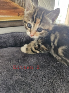 Photo №3. Maine-Coon-Mix-Kätzchen. Austria