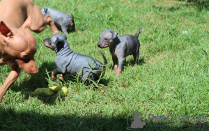 Photo №2 to announcement № 63283 for the sale of american hairless terrier - buy in Poland private announcement