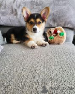 Photo №1. welsh corgi - for sale in the city of Erottaja | negotiated | Announcement № 170485