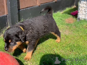 Photo №3. Rottweiler puppies. Germany