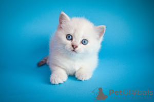 Photo №2 to announcement № 7369 for the sale of british shorthair - buy in Ukraine from nursery, breeder