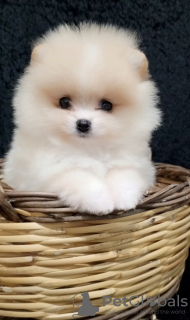 Photo №2 to announcement № 125012 for the sale of pomeranian - buy in Turkey from nursery, breeder