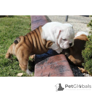 Photo №1. english bulldog - for sale in the city of Clermont-Ferrand | negotiated | Announcement № 168300