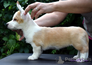 Photo №2 to announcement № 7186 for the sale of welsh corgi - buy in Russian Federation from nursery