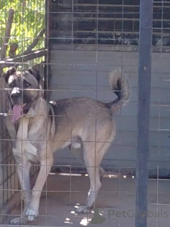 Photo №2 to announcement № 154594 for the sale of anatolian shepherd - buy in Serbia 