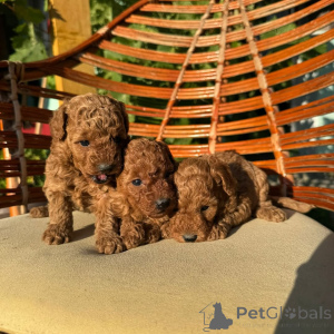 Photo №2 to announcement № 155637 for the sale of poodle (toy) - buy in Germany breeder