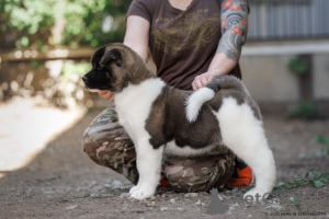 Photo №3. Puppies of American Akita. Professional nursery. Russian Federation