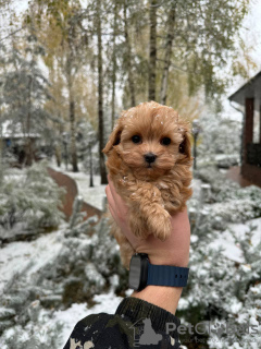 Photo №4. I will sell maltipu in the city of Москва. private announcement - price - 172$