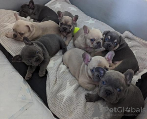 Photo №2 to announcement № 78560 for the sale of french bulldog - buy in United Kingdom private announcement
