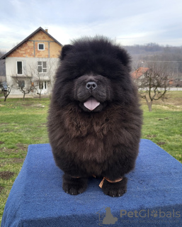 Photo №2 to announcement № 131760 for the sale of chow chow - buy in Serbia breeder