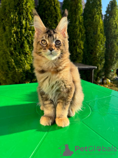 Photo №3. Healthy cute adorable and socialized Maine coon kittens. United Kingdom