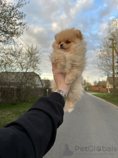 Photo №1. pomeranian - for sale in the city of Minsk | 1218$ | Announcement № 19393