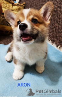 Photo №1. welsh corgi - for sale in the city of Валево | negotiated | Announcement № 115204