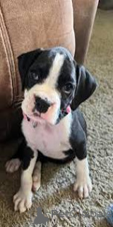 Photo №3. Boxerpuppy's te koop. Belgium
