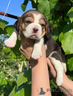 Photo №4. I will sell beagle in the city of Tiraspol. private announcement - price - negotiated