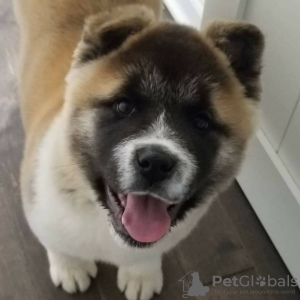 Photo №2 to announcement № 99086 for the sale of akita - buy in United States private announcement, breeder