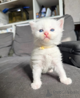 Photo №1. turkish angora - for sale in the city of Morges | 361$ | Announcement № 169329