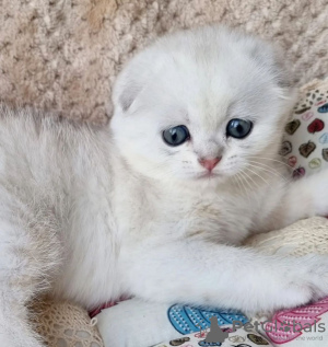 Photo №2 to announcement № 100503 for the sale of scottish fold - buy in United States private announcement
