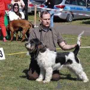 Additional photos: Grand Basset Griffon Vendeen puppies