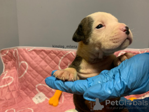 Photo №1. american bully - for sale in the city of Панчево | 2447$ | Announcement № 127733