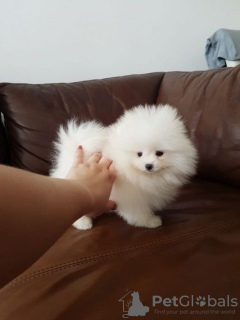 Photo №1. pomeranian - for sale in the city of Forbes Reef | negotiated | Announcement № 11060