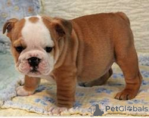 Photo №1. english bulldog - for sale in the city of Prague | Is free | Announcement № 124135