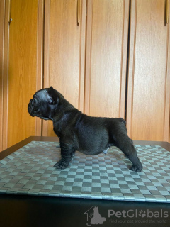 Photo №4. I will sell french bulldog in the city of Leskovac. breeder - price - negotiated