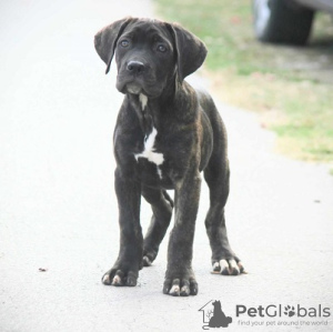 Additional photos: Cane Corso puppies available for sale.