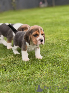 Photo №2 to announcement № 174969 for the sale of beagle - buy in Germany private announcement