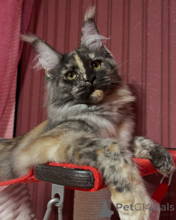 Photo №2 to announcement № 155322 for the sale of maine coon - buy in Norway private announcement