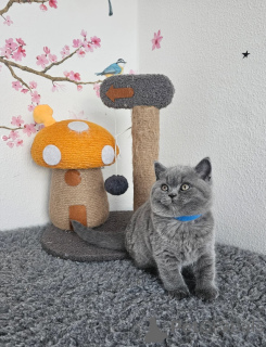 Photo №1. british shorthair - for sale in the city of Wolfsburg | 329$ | Announcement № 150493