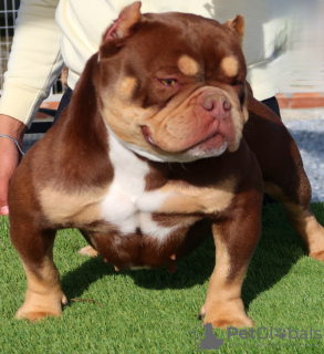 Additional photos: American bully exotic