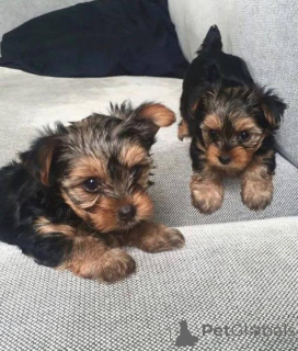Photo №1. yorkshire terrier - for sale in the city of Baden Baden | negotiated | Announcement № 167384