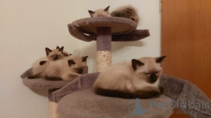 Photo №2 to announcement № 125394 for the sale of siamese cat - buy in Germany private announcement