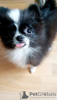 Photo №4. I will sell pomeranian in the city of Berlin. from nursery, breeder - price - 2366$