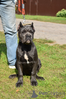 Photo №1. cane corso - for sale in the city of Gomel | negotiated | Announcement № 23065