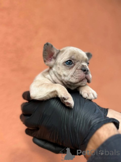 Photo №1. french bulldog - for sale in the city of Kragujevac | negotiated | Announcement № 155619